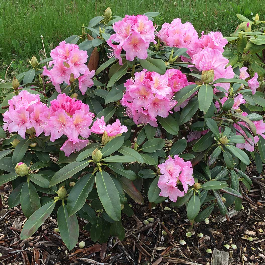 Holden's™ Pink Hybrid Rhododendron Shrub - Image 2