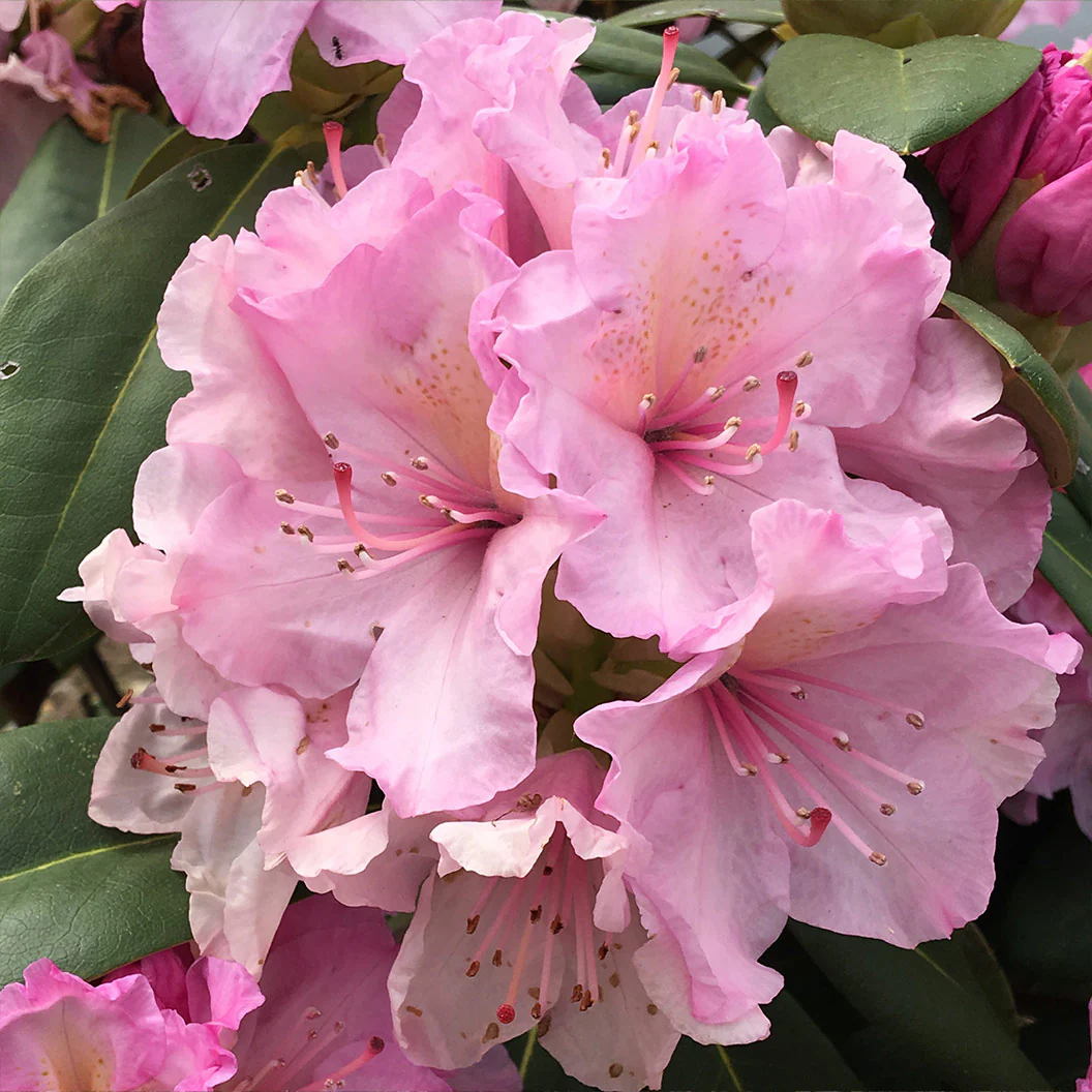 Holden's™ Pink Hybrid Rhododendron Shrub - Image 3