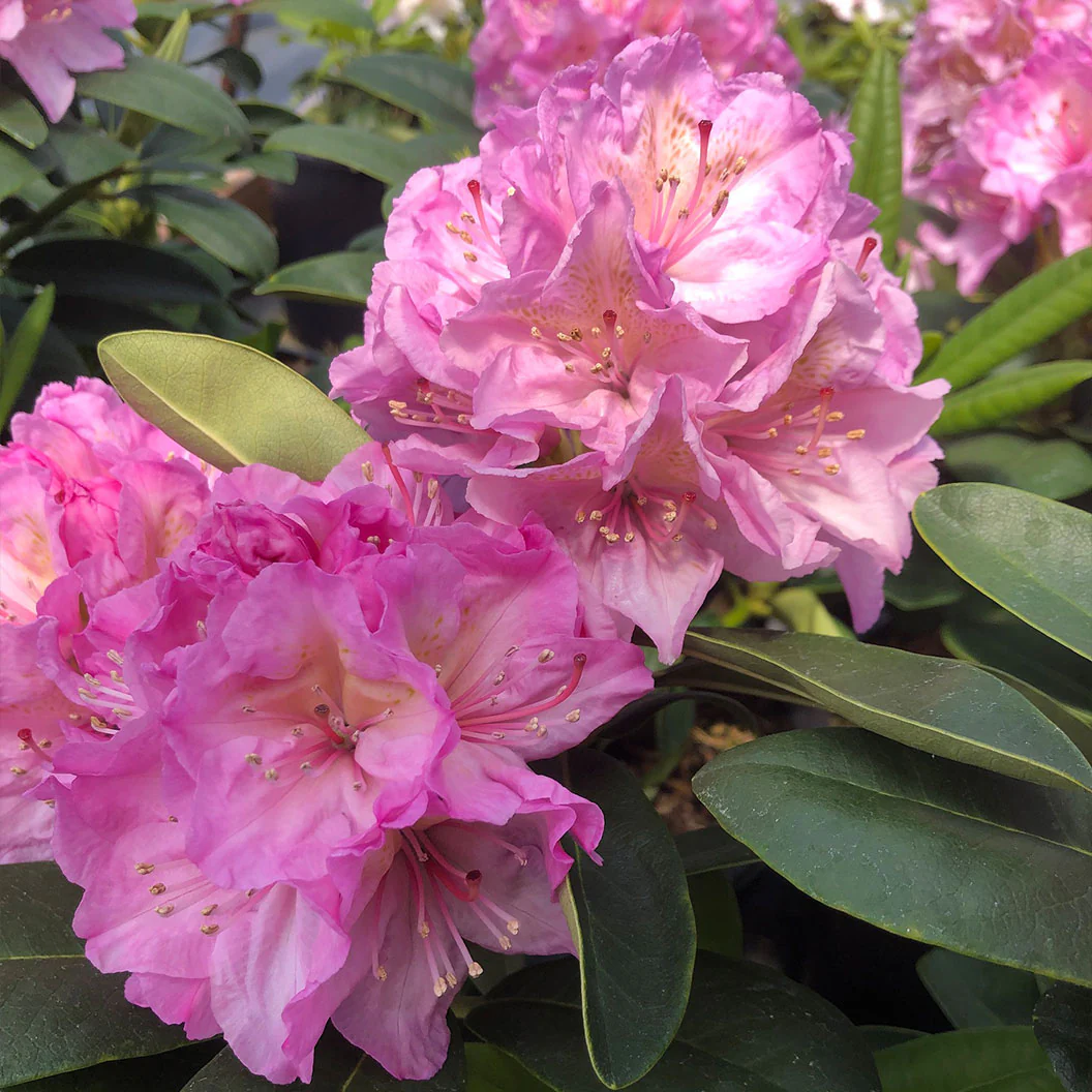 Holden's™ Pink Hybrid Rhododendron Shrub - Image 4