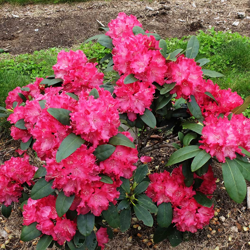 Holden'sâ„¢ Red Hybrid Rhododendron Shrub - Image 2