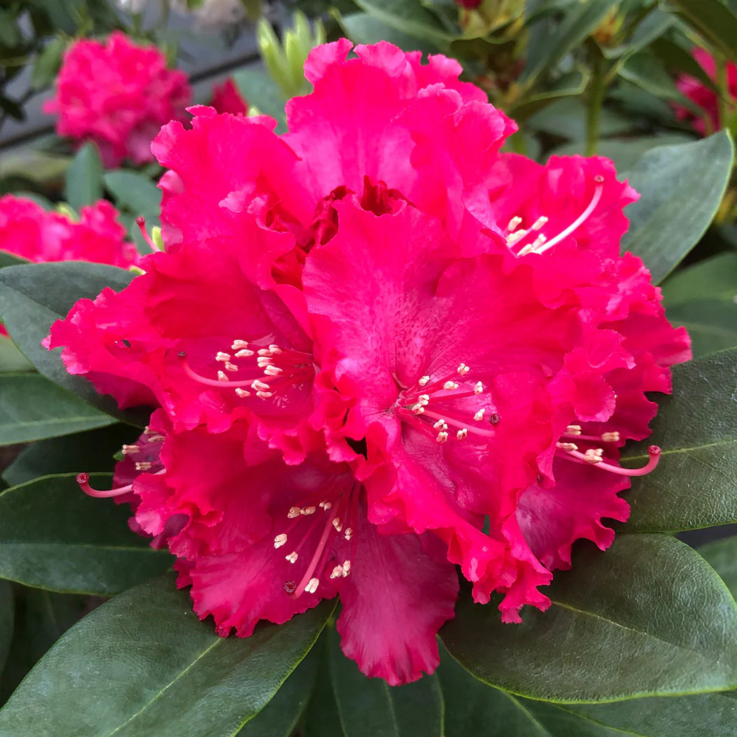 Holden'sâ„¢ Red Hybrid Rhododendron Shrub - Image 3
