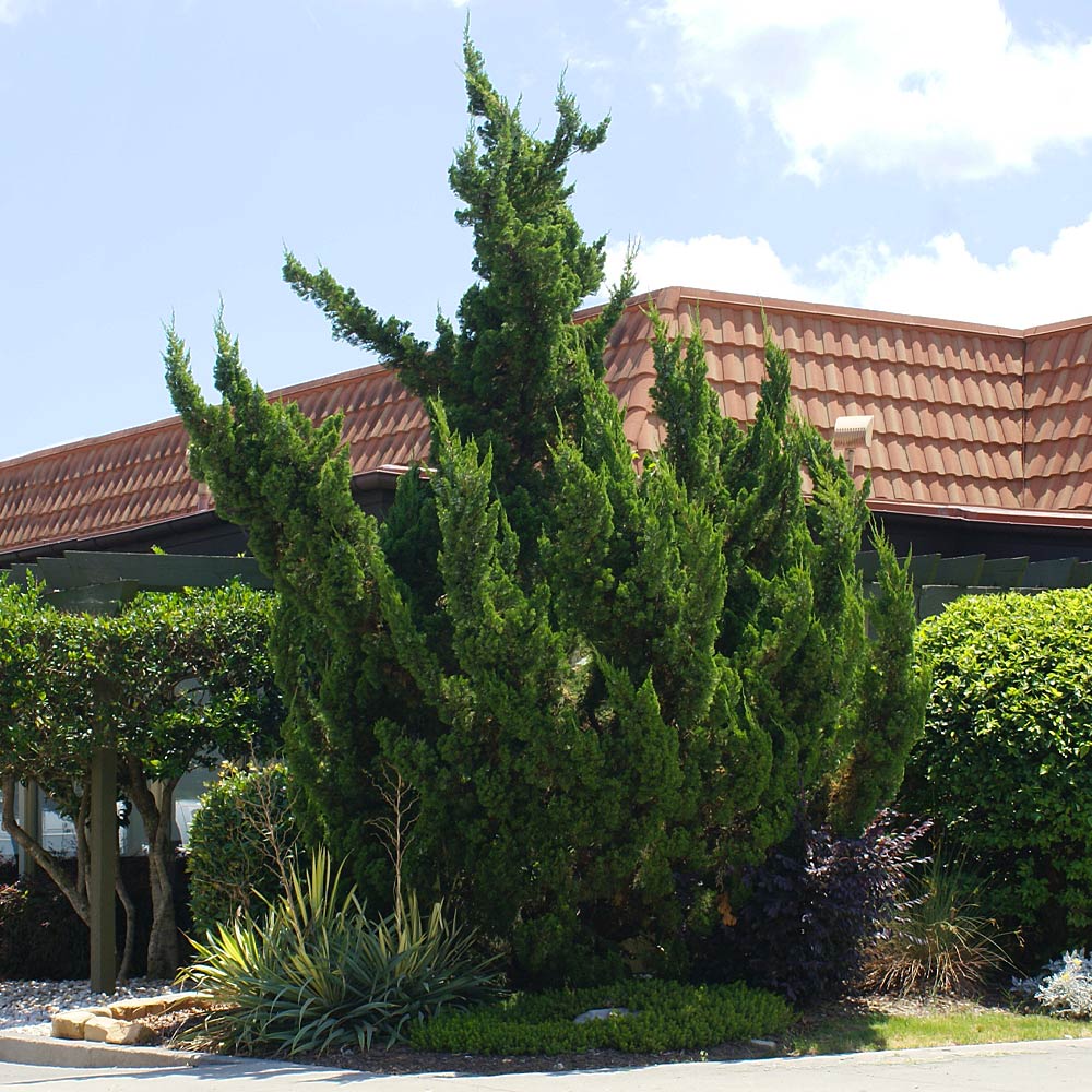 Hollywood Juniper Tree - Image 3