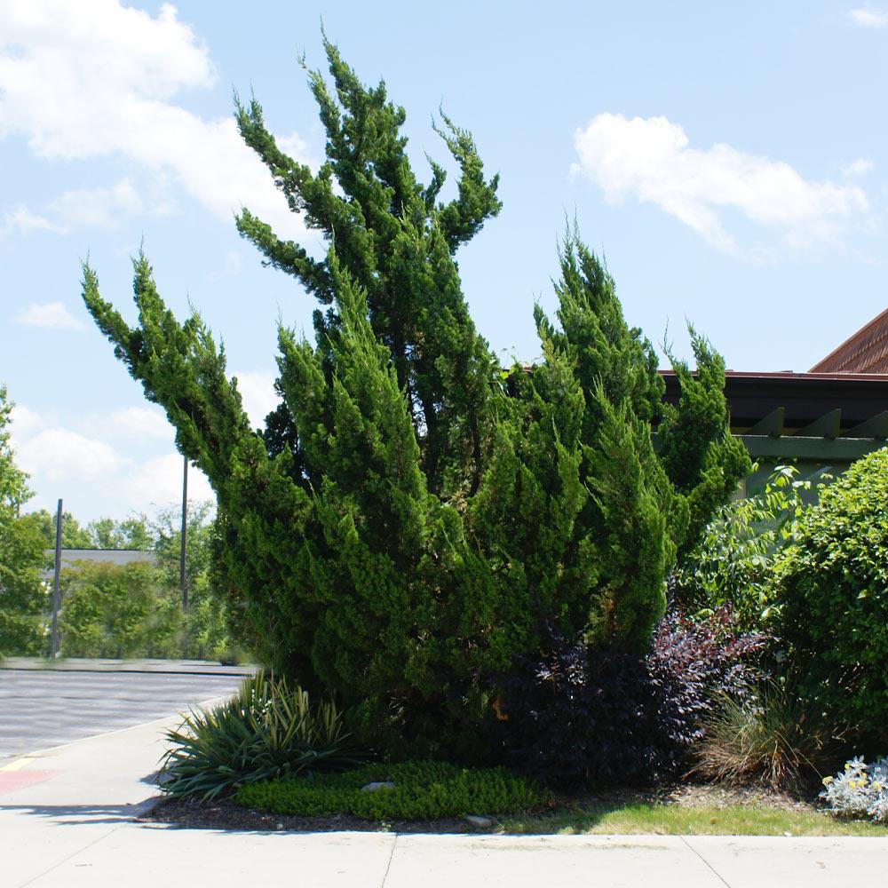 Hollywood Juniper Tree - Image 4