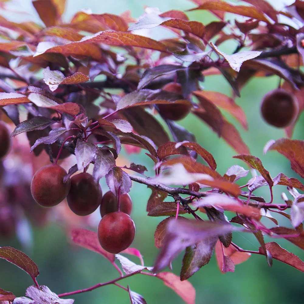 Hollywood Plum Tree - Image 2