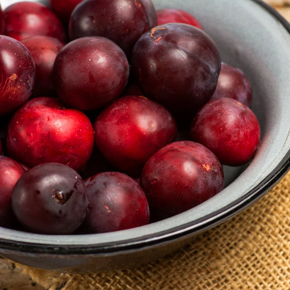 Hollywood Plum Tree - Image 3