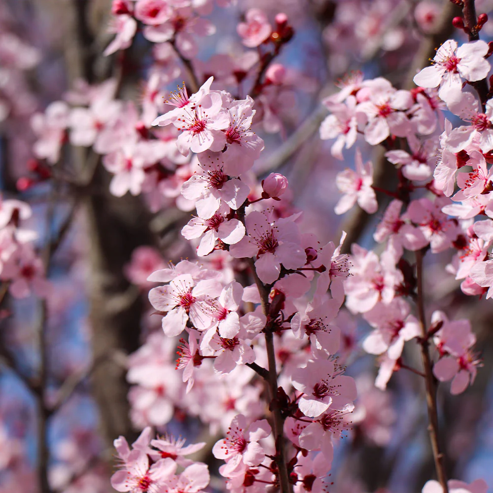 Hollywood Plum Tree - Image 4