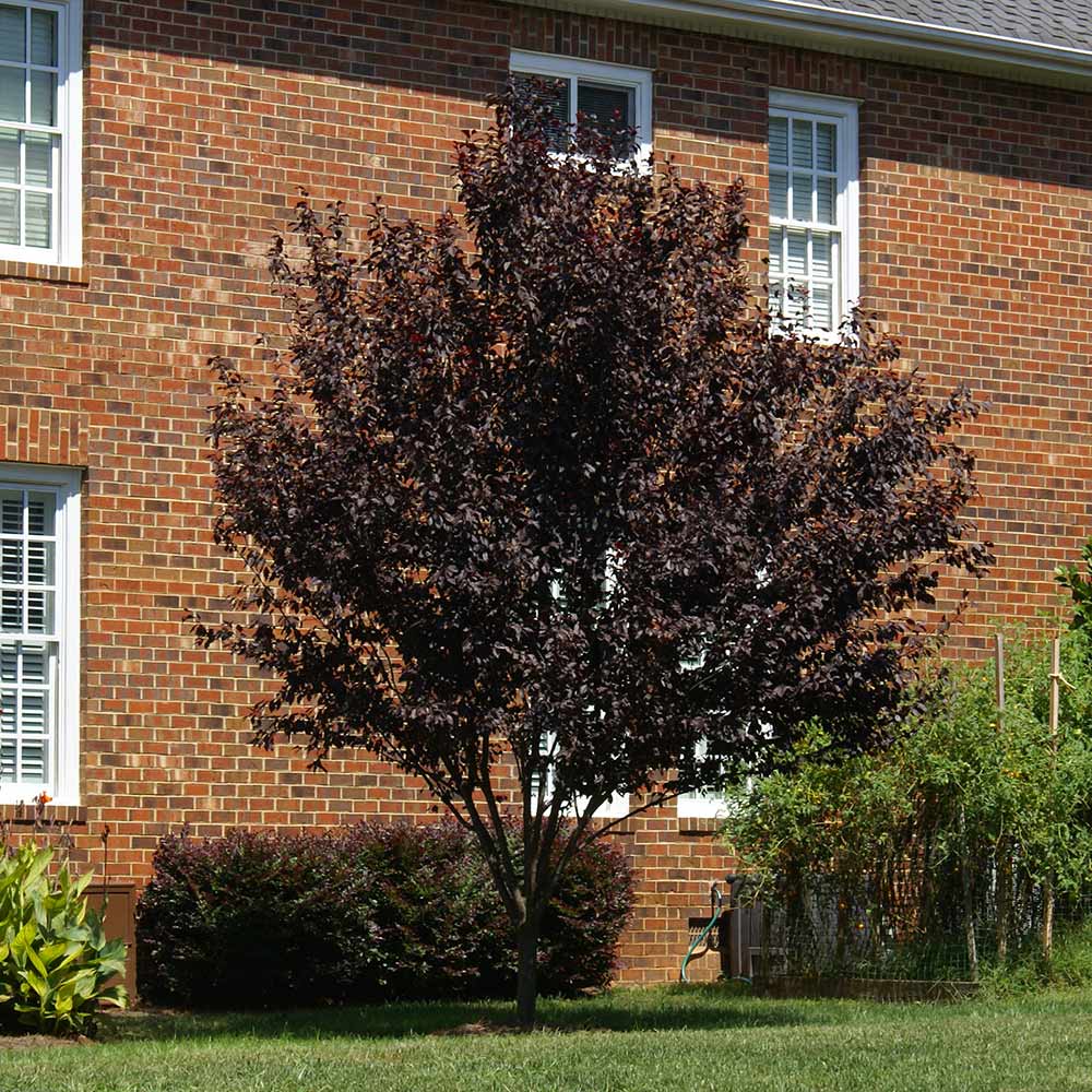 Hollywood Plum Tree - Image 5