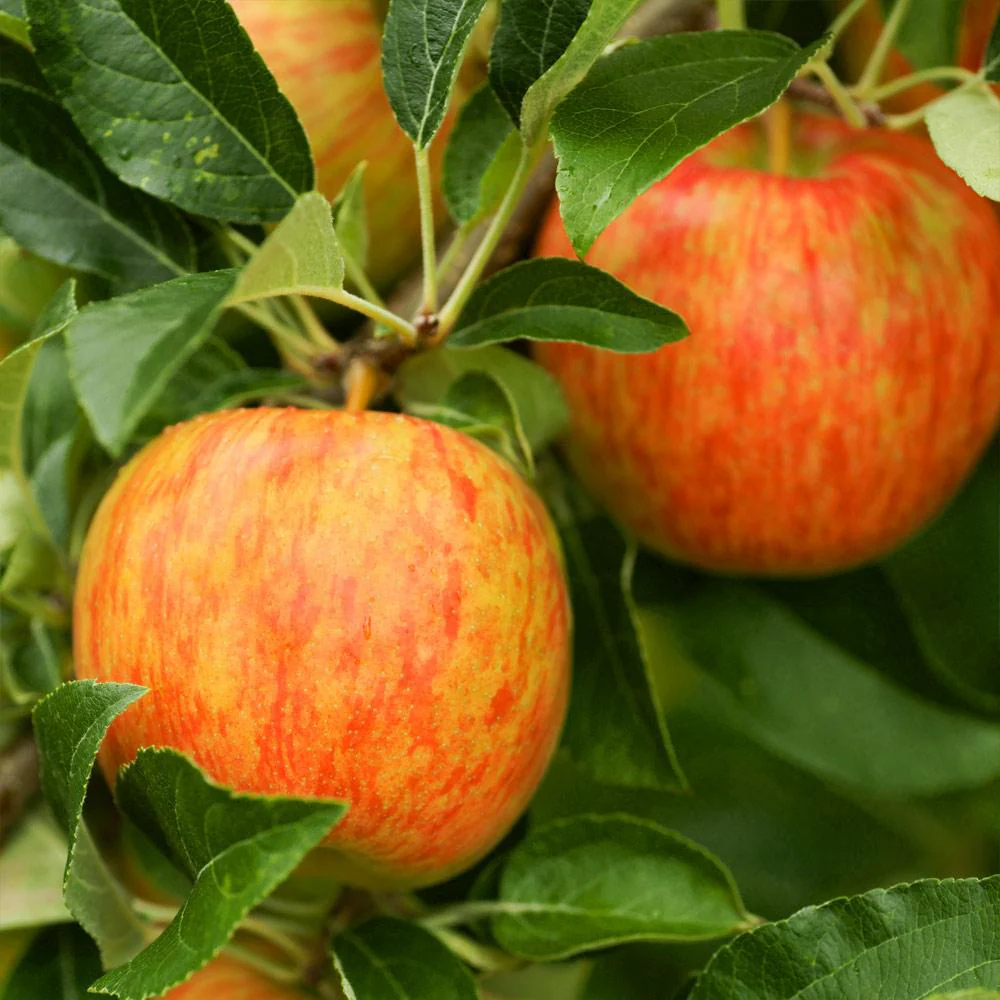 Honeycrisp™ Apple Tree - Image 3