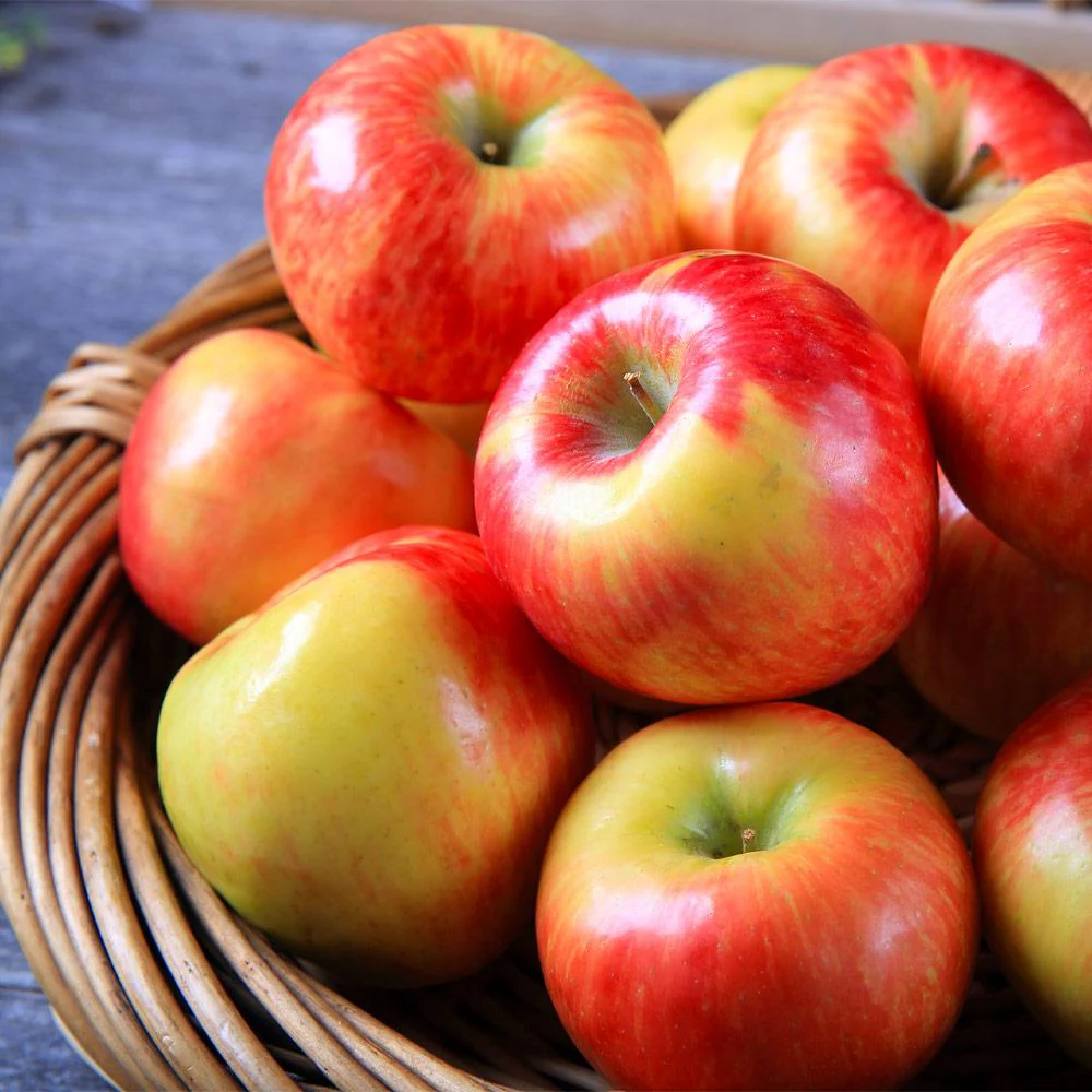 Honeycrisp™ Apple Tree - Image 4