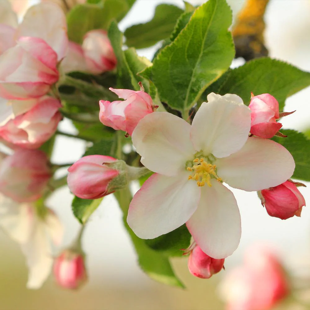 Honeycrisp™ Apple Tree - Image 5