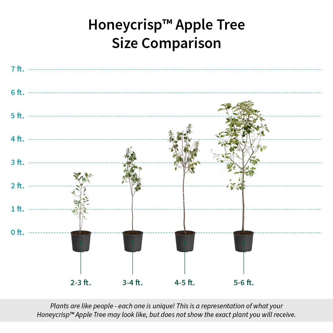 Honeycrisp™ Apple Tree - Image 6