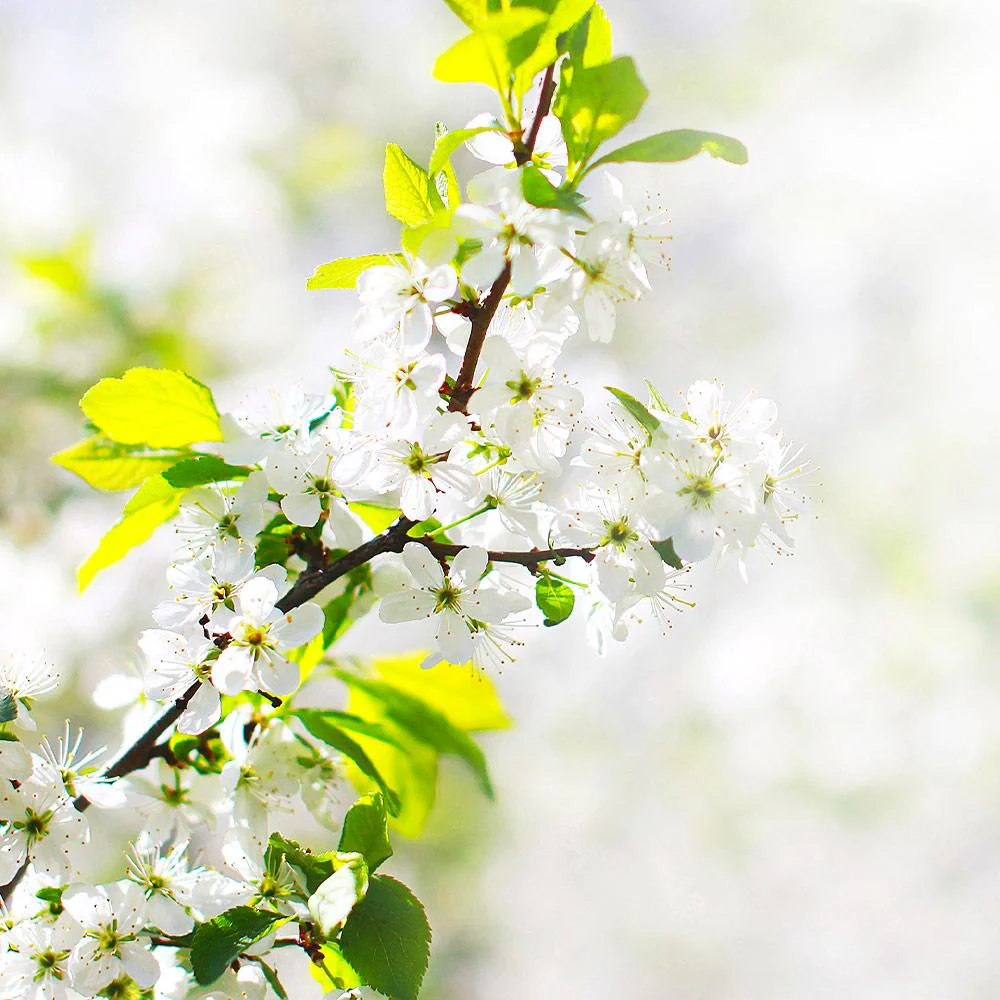 Honeygold Apple Tree - Image 4