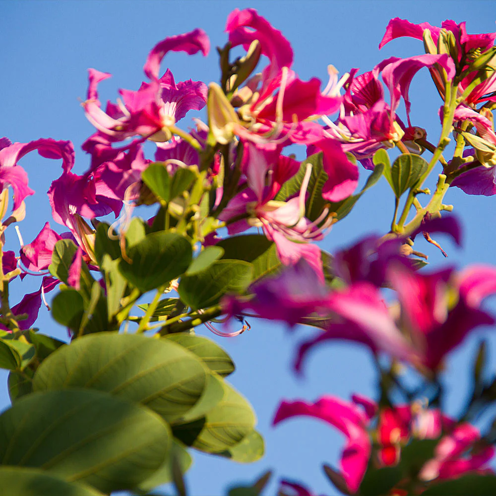 Hong Kong Orchid Tree - Image 3