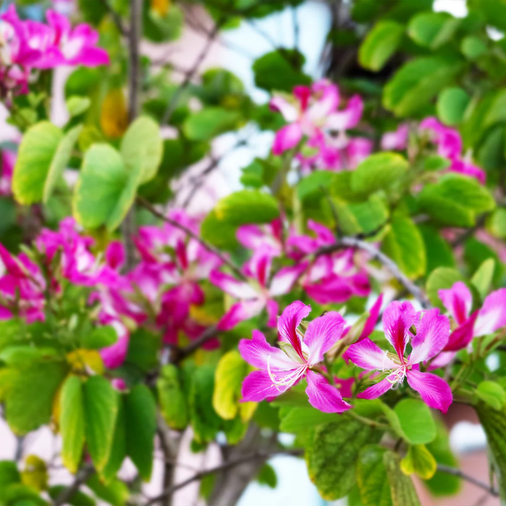 Hong Kong Orchid Tree - Image 4