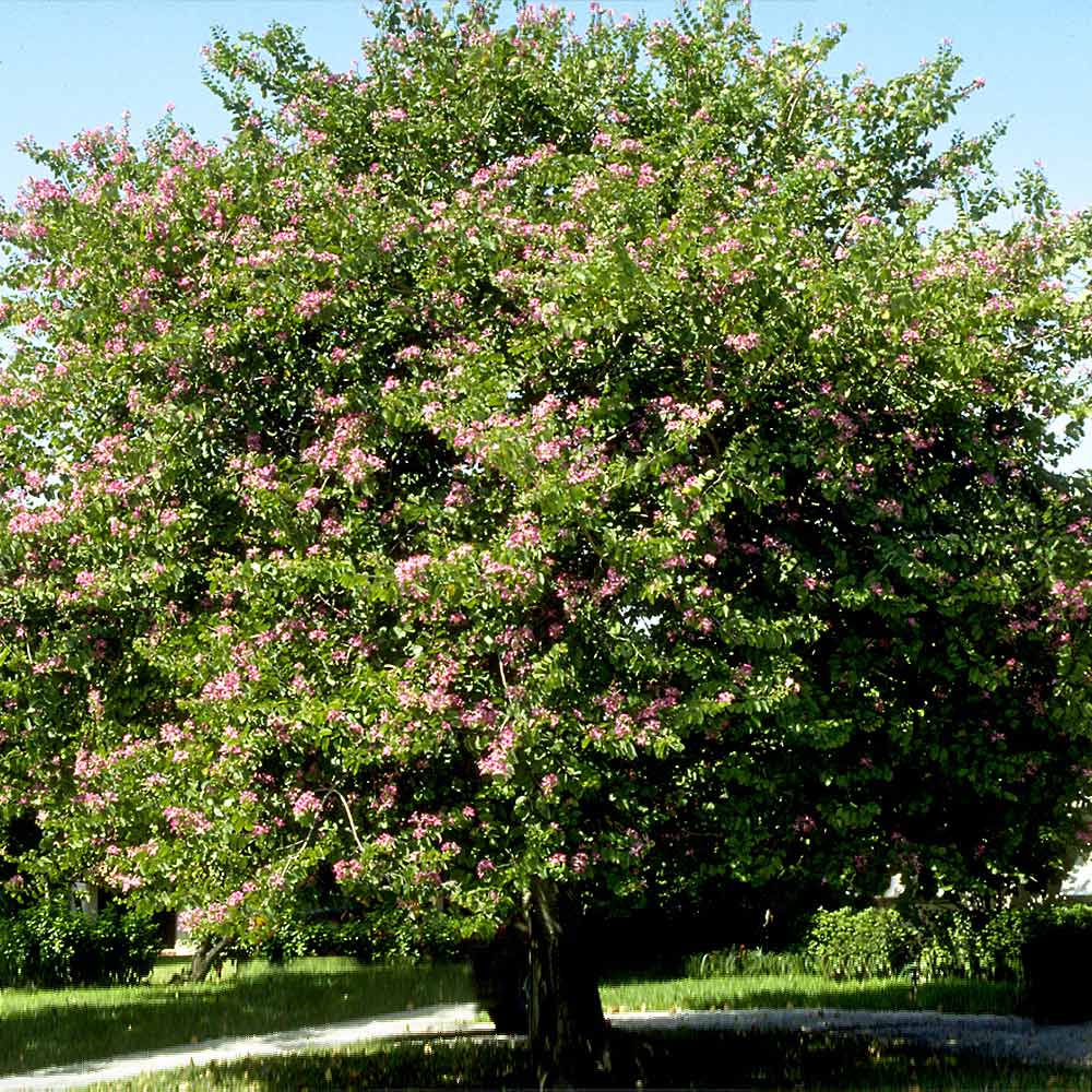 Hong Kong Orchid Tree - Image 5