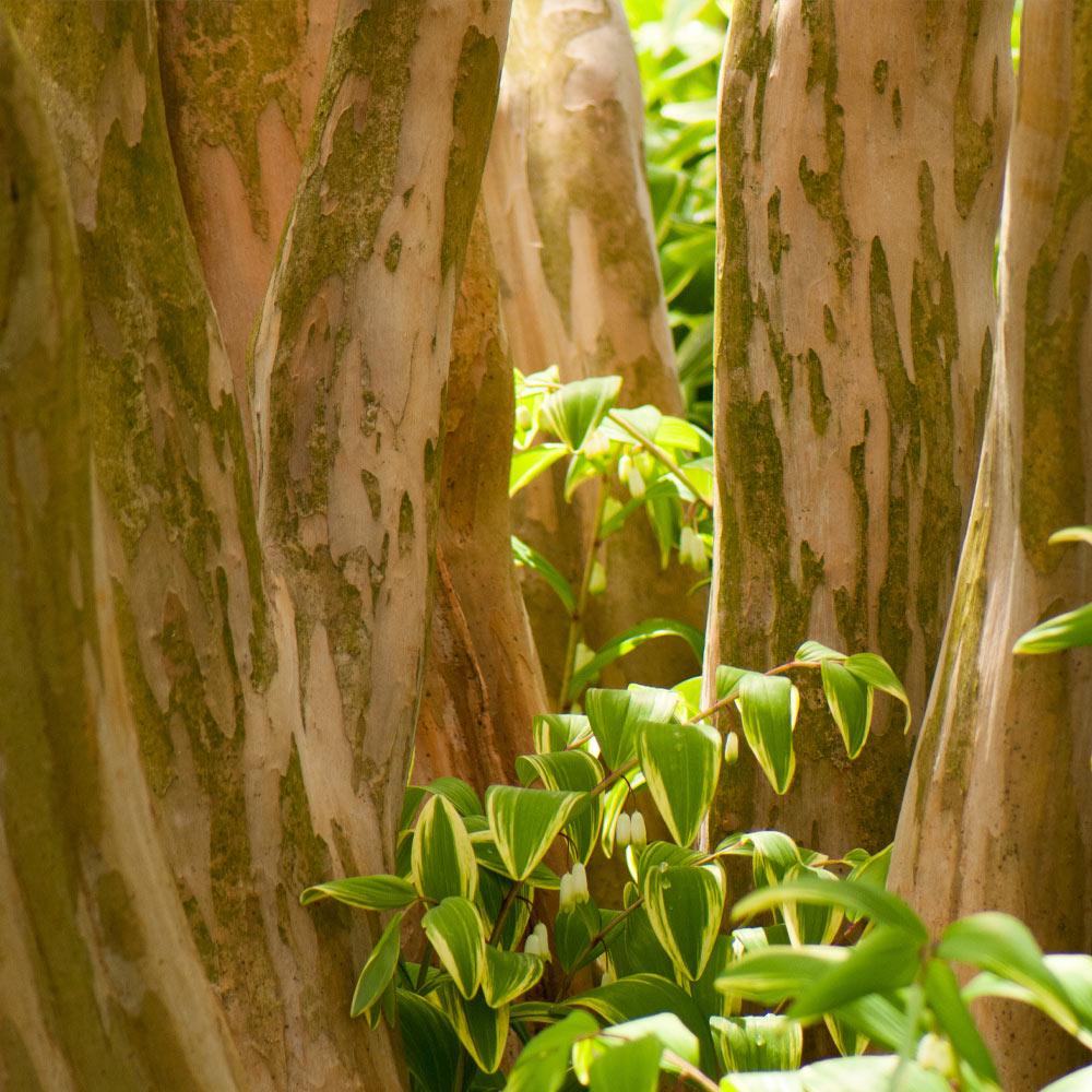 Hopi Crape Myrtle - Image 5