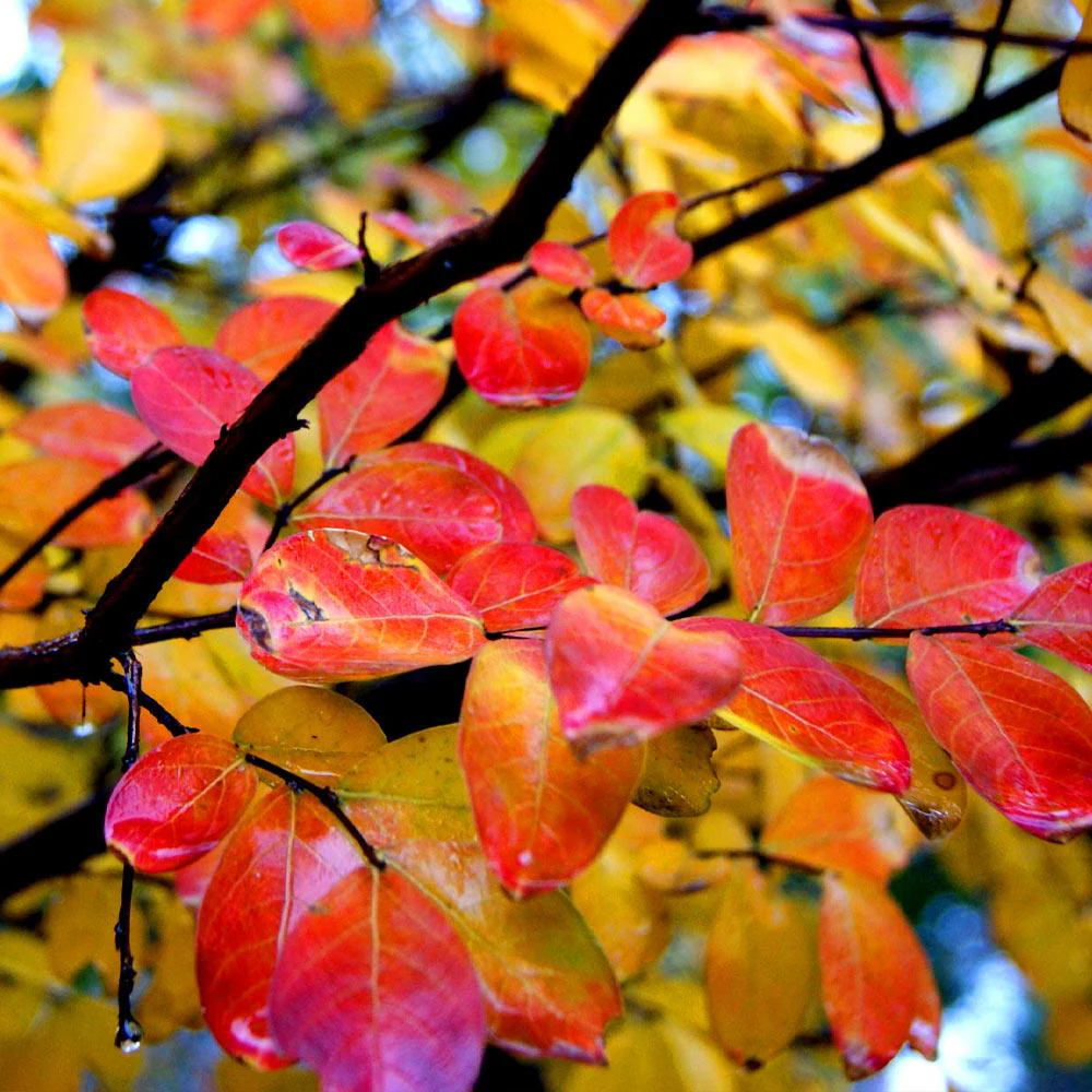 Hopi Crape Myrtle - Image 6