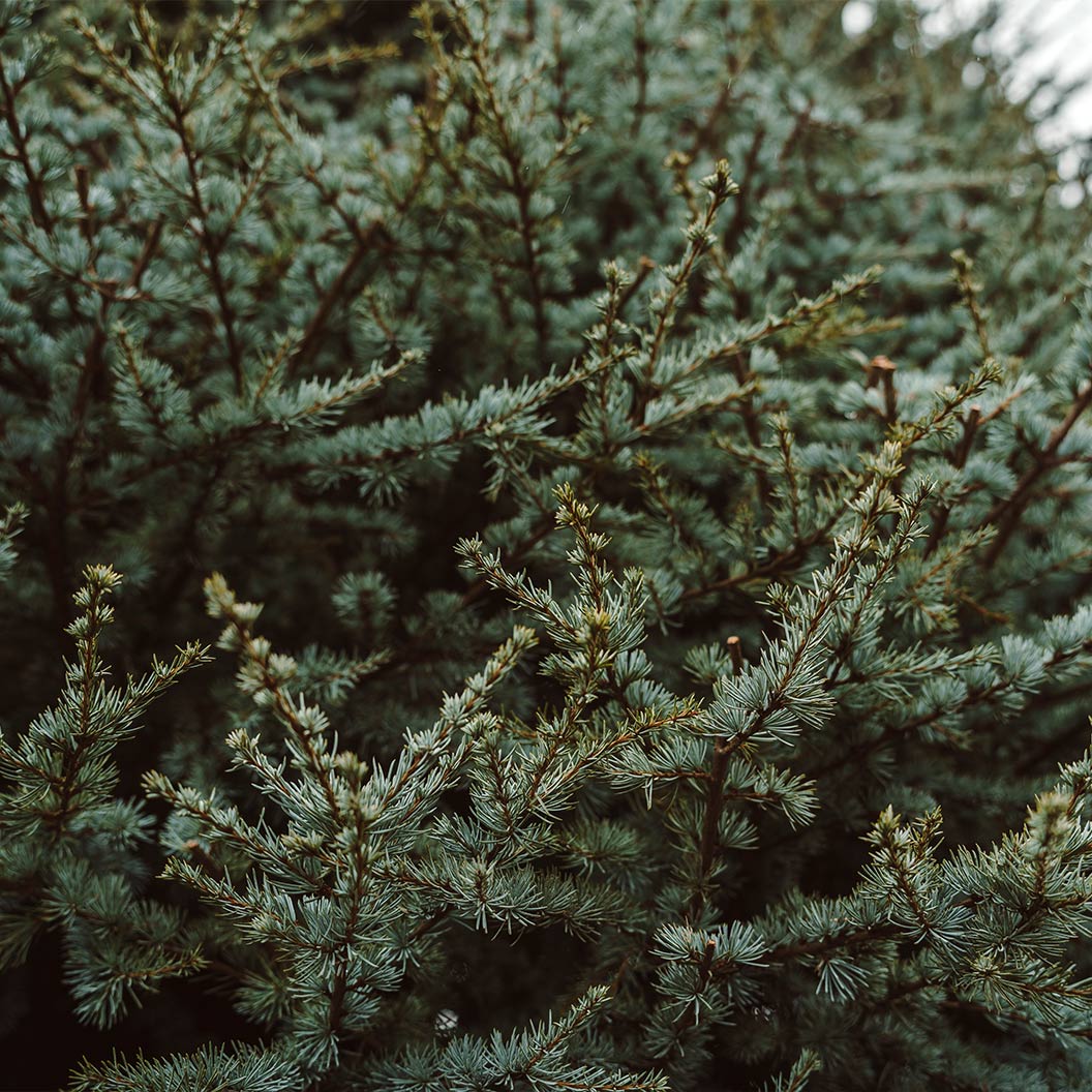 Horstmann Blue Atlas Cedar Tree - Image 3