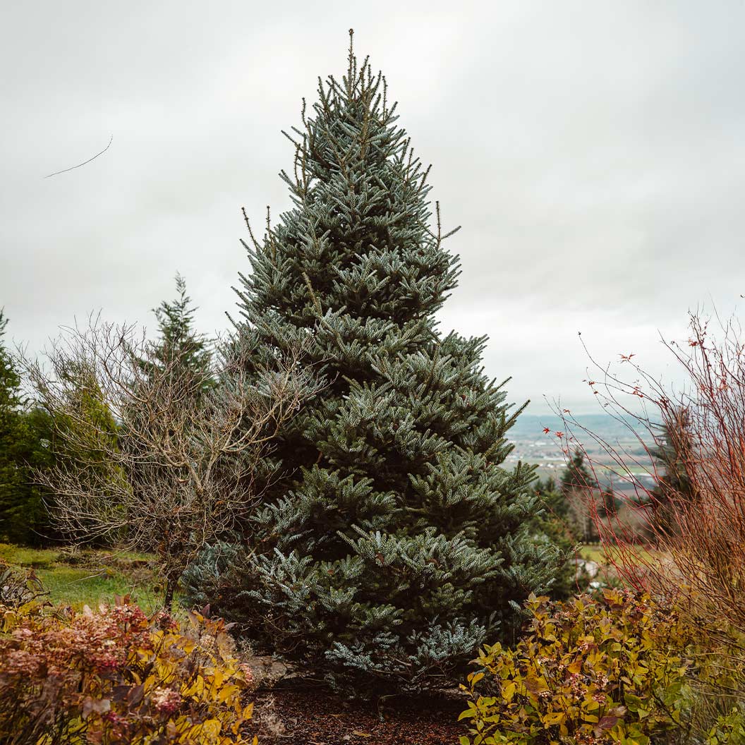 Horstmann's Silberlocke Korean Fir - Image 2
