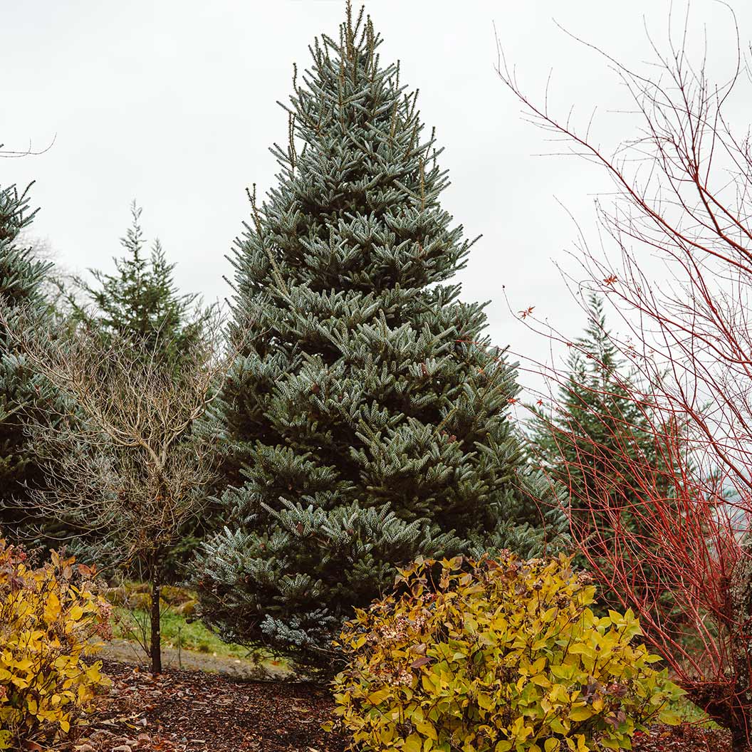 Horstmann's Silberlocke Korean Fir - Image 4