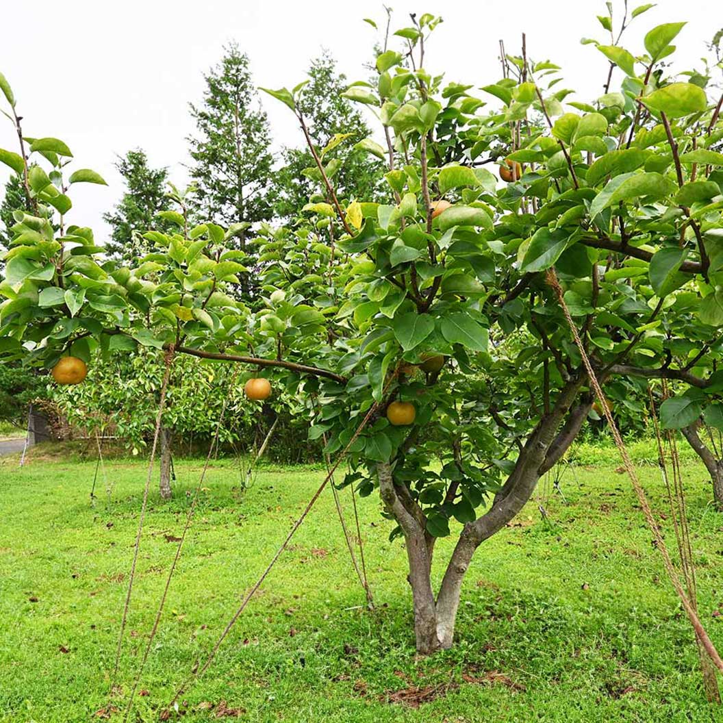 Hosui Asian Pear Tree - Image 3
