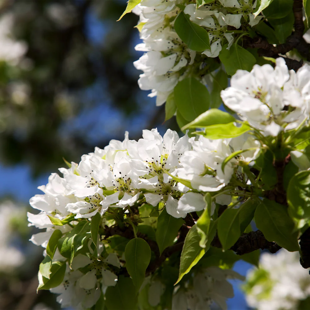 Hosui Asian Pear Tree - Image 7