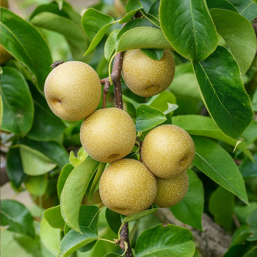 Hosui Asian Pear Tree - Image 2
