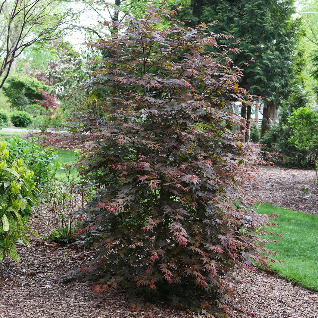 Hot Chana® Japanese Maple Tree - Image 2