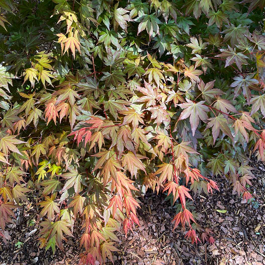 Hot Chana® Japanese Maple Tree - Image 3
