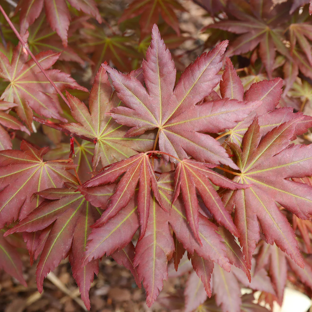Hot Chana® Japanese Maple Tree - Image 4