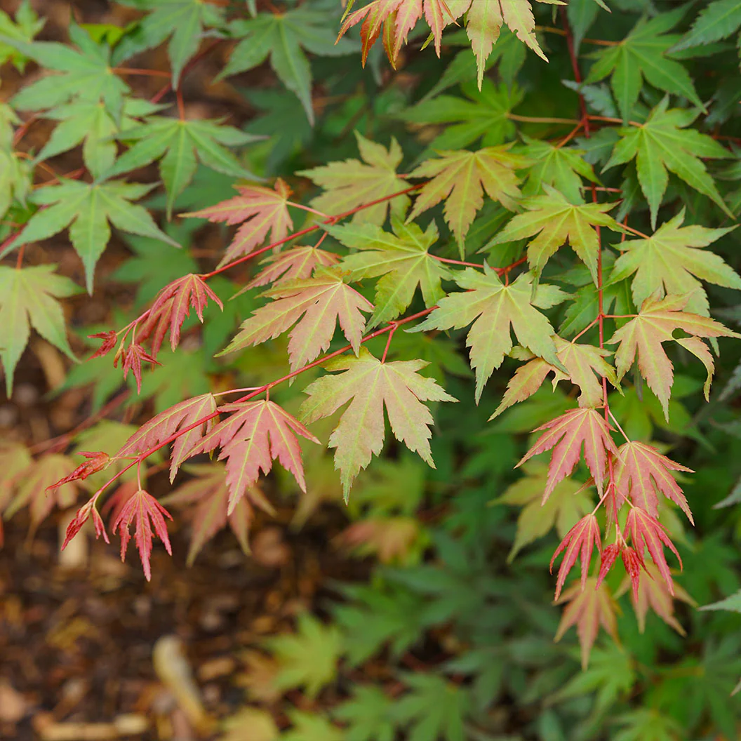 Hot Chana® Japanese Maple Tree - Image 5