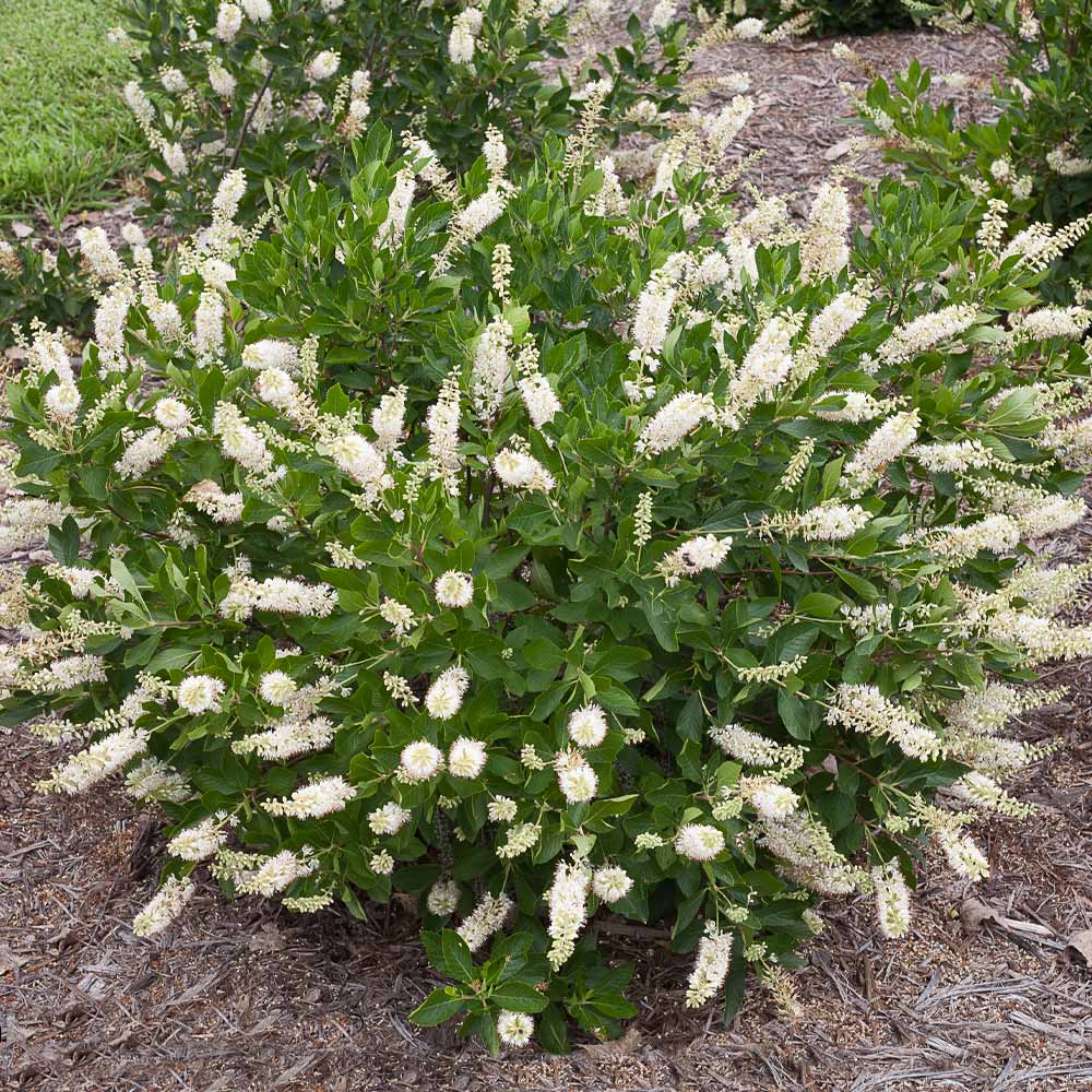 Summersweet Clethra Shrub - Image 2