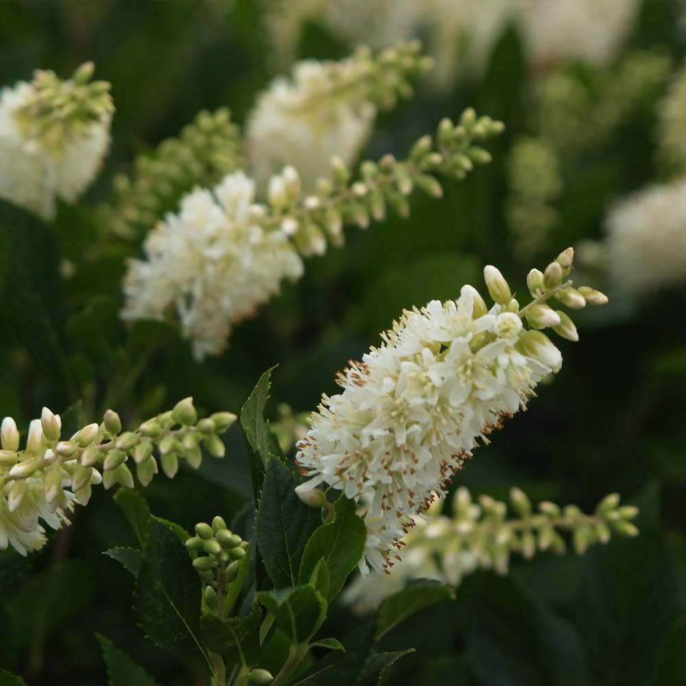 Summersweet Clethra Shrub - Image 3