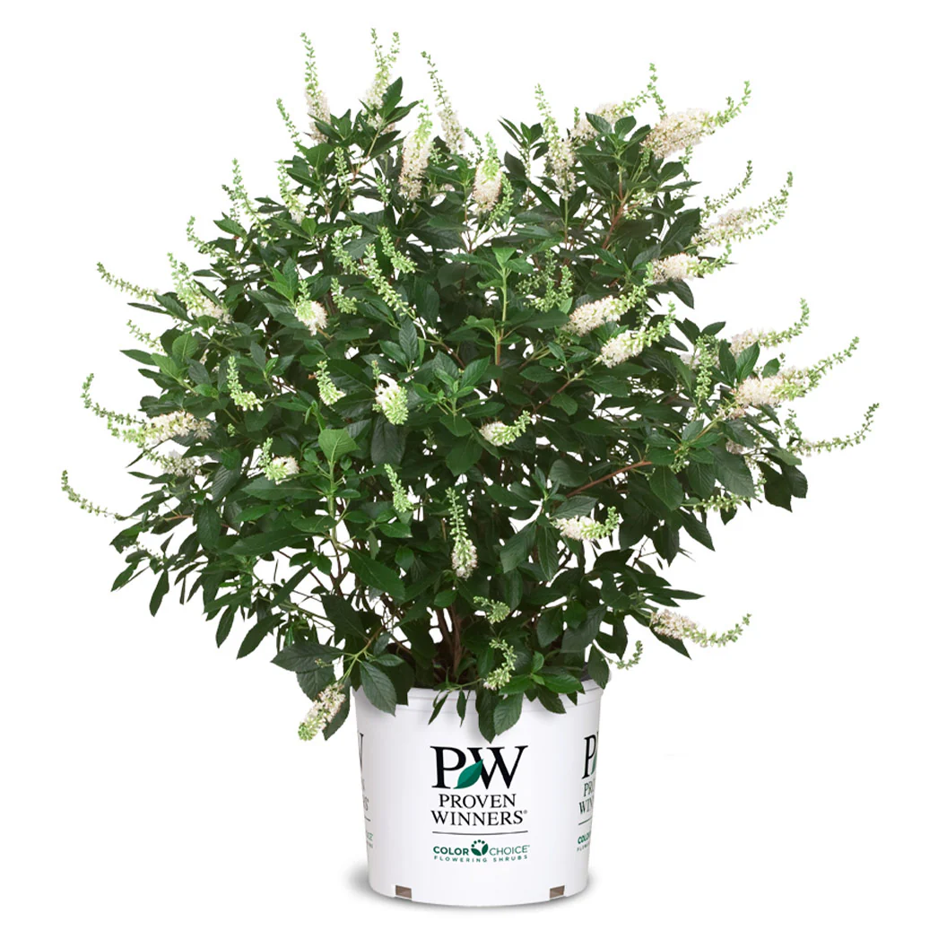 Summersweet Clethra Shrub - Image 4