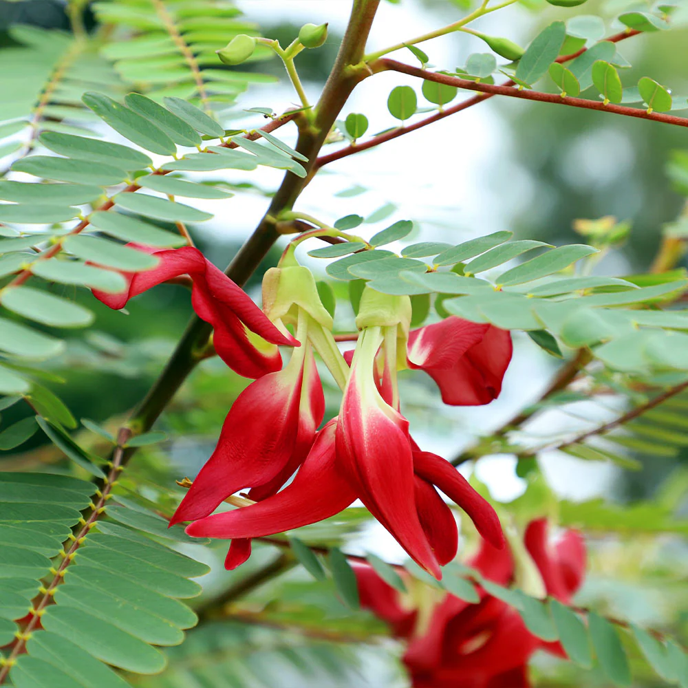 Hummingbird Tree - Image 2