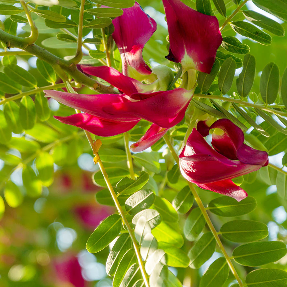 Hummingbird Tree - Image 3