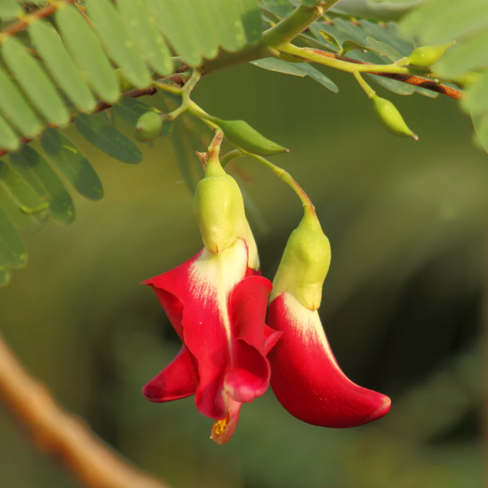 Hummingbird Tree - Image 5