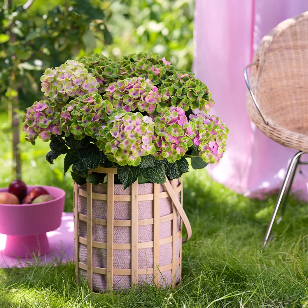 Hydrangea Magical® 'Amethyst' Shrub - Image 2