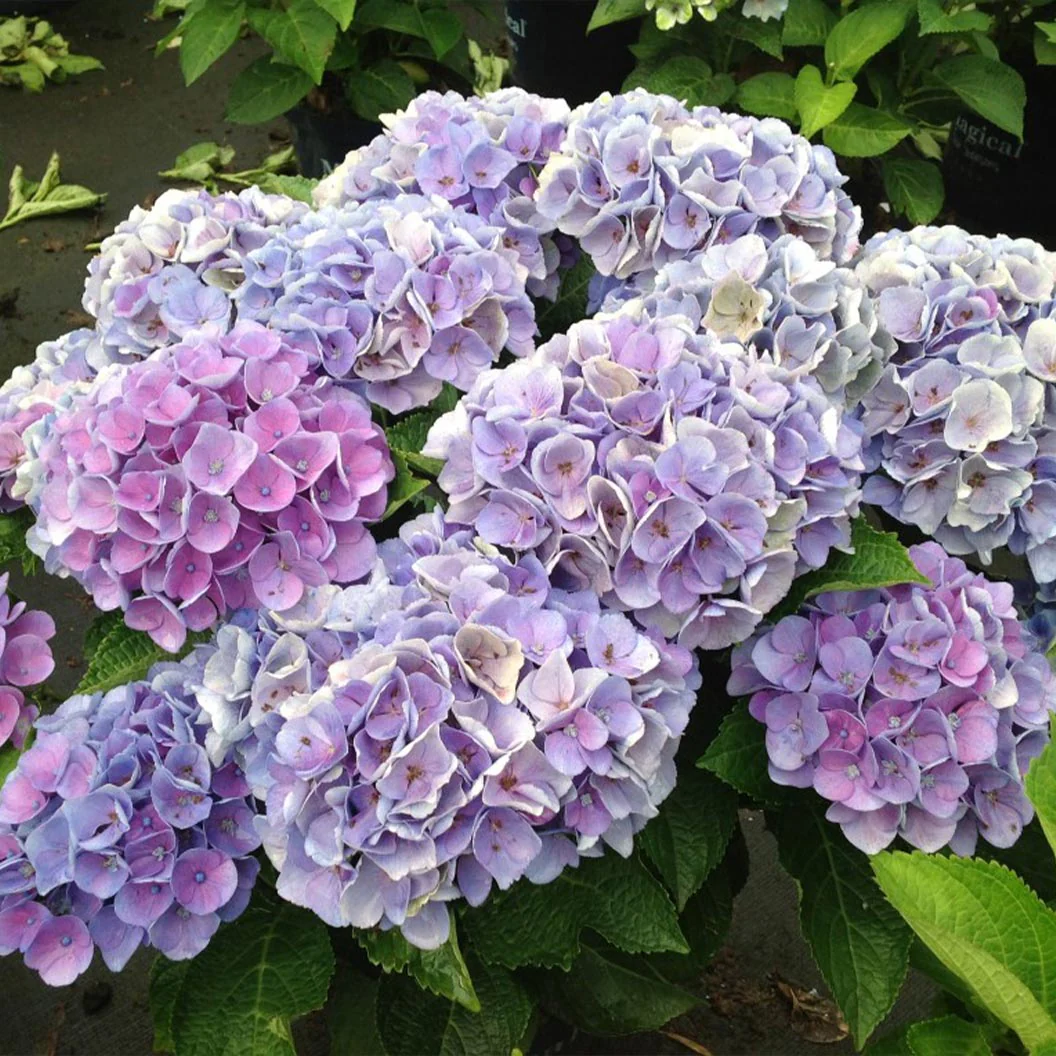Hydrangea Magical® 'Amethyst' Shrub - Image 3