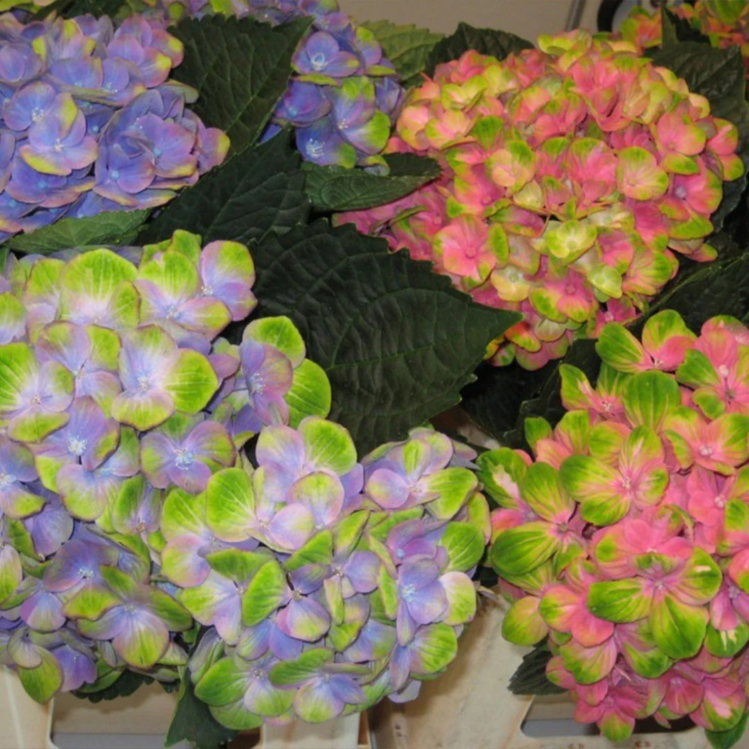 Hydrangea Magical® 'Amethyst' Shrub - Image 4