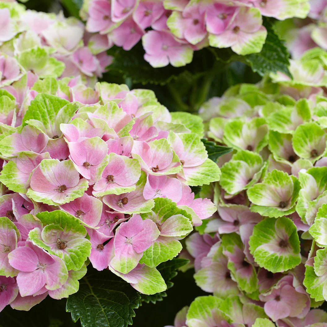 Hydrangea Magical® 'Amethyst' Shrub - Image 5