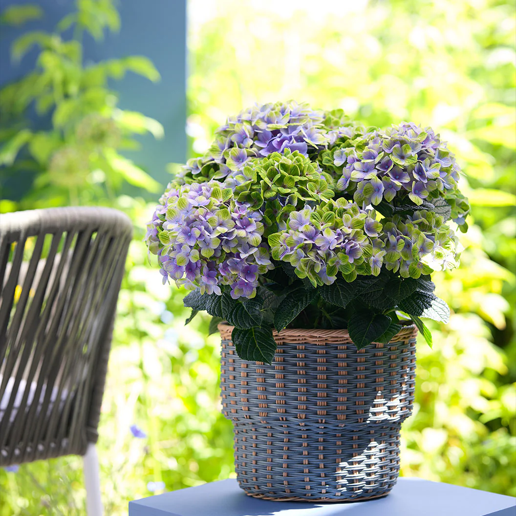 Hydrangea Magical® 'Amethyst' Shrub - Image 6