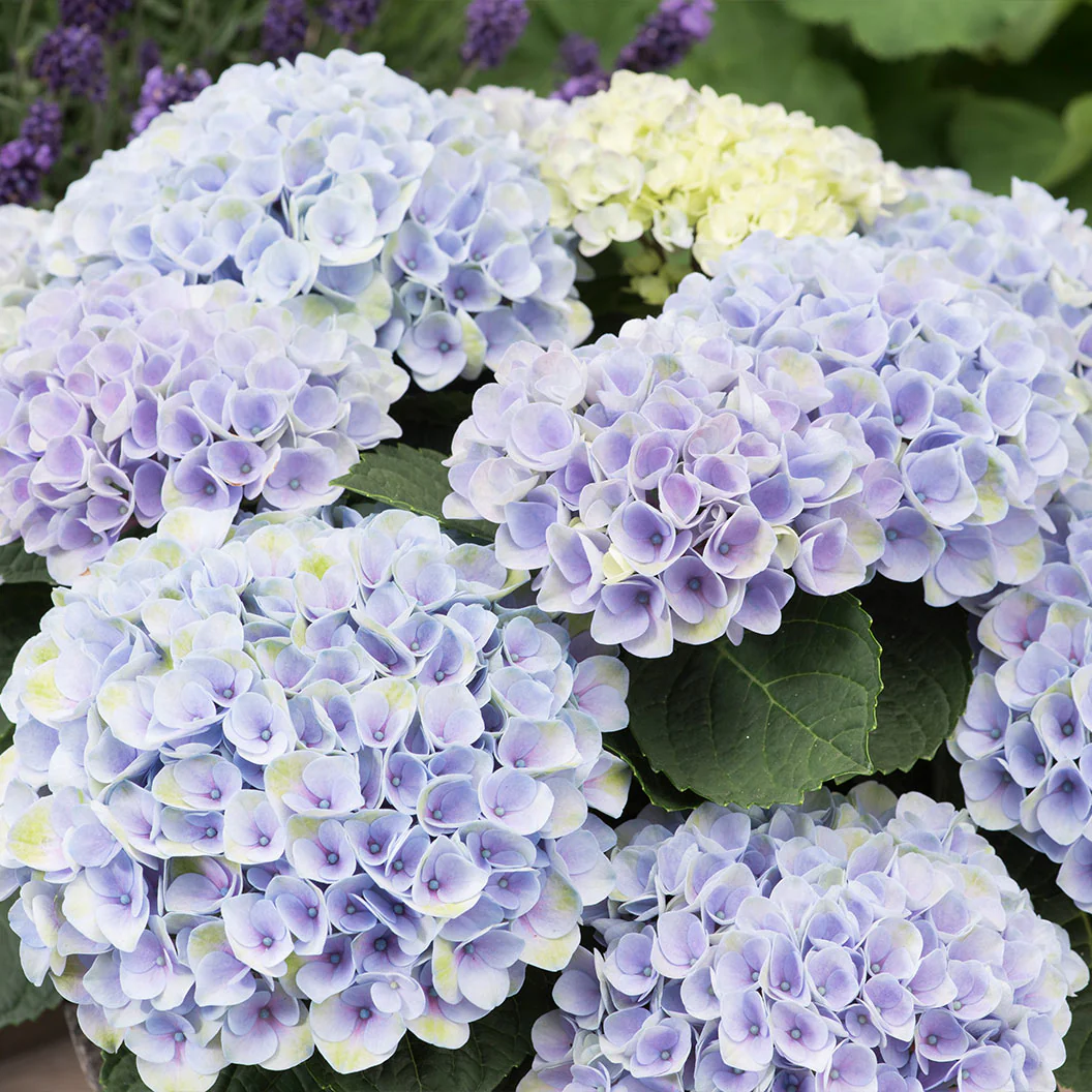Hydrangea Magical® Elizabeth Ashley Blue Shrub - Image 2