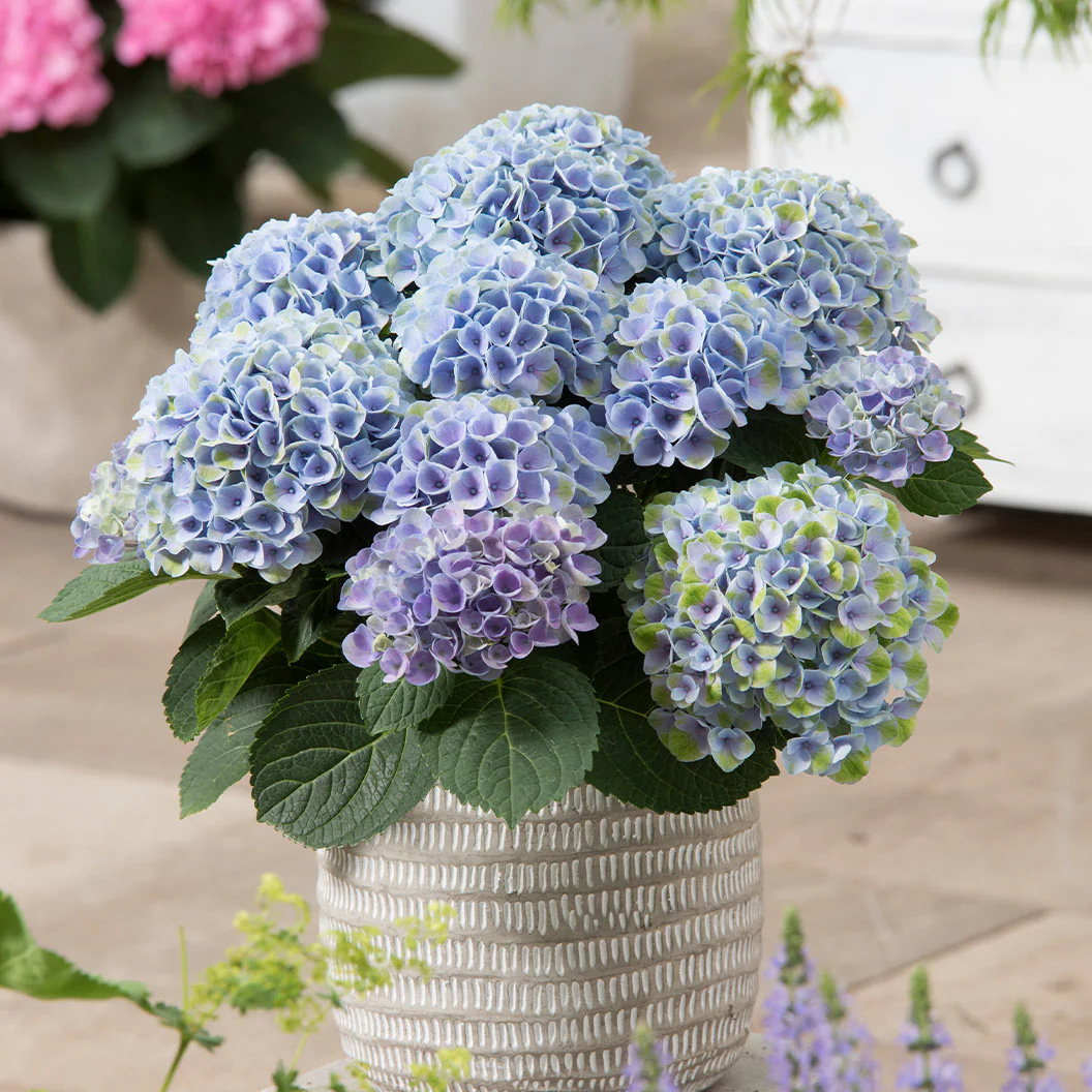 Hydrangea Magical® Elizabeth Ashley Blue Shrub - Image 3