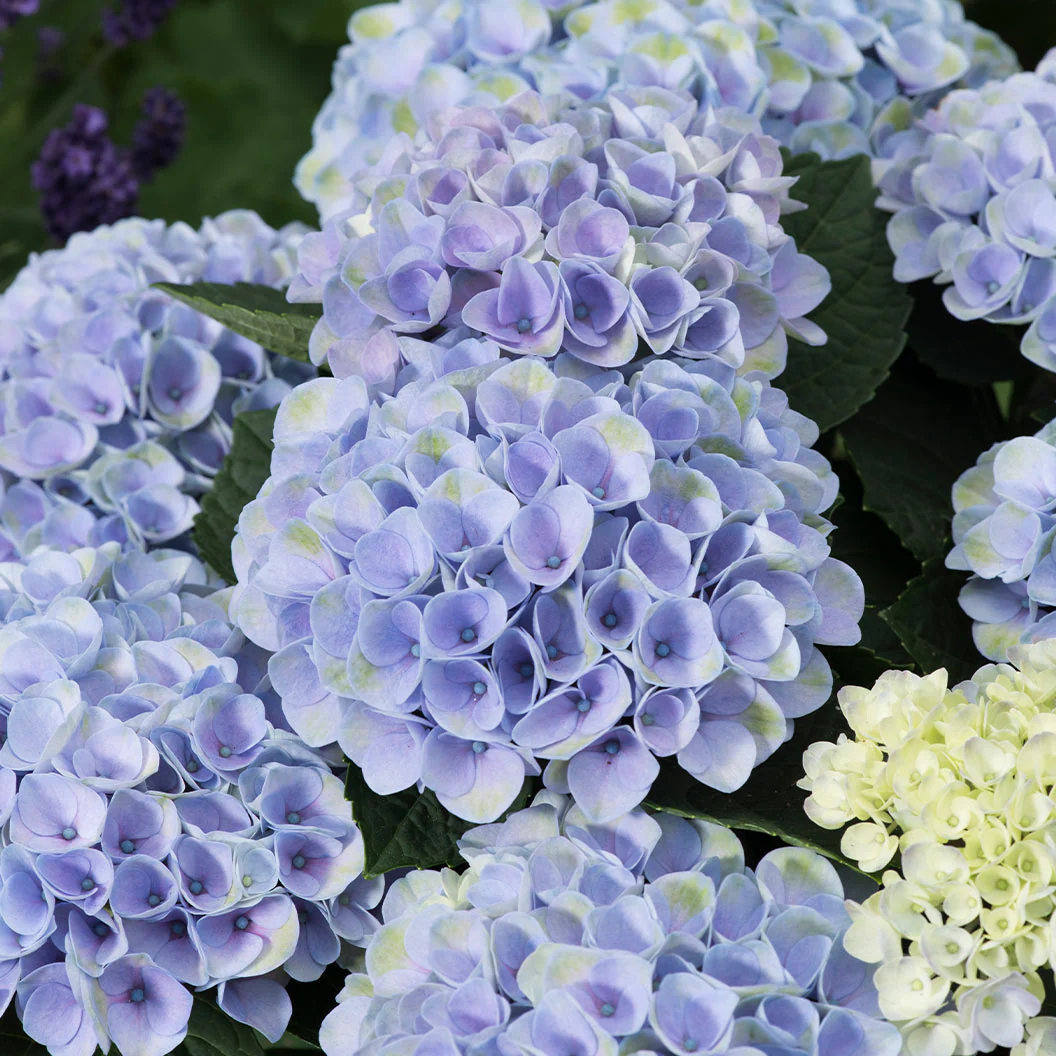 Hydrangea Magical® Elizabeth Ashley Blue Shrub - Image 4