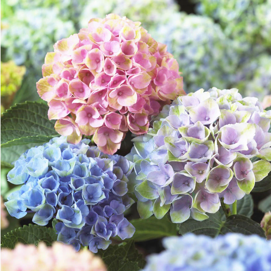Hydrangea Magical® 'Revolution' Shrub - Image 2