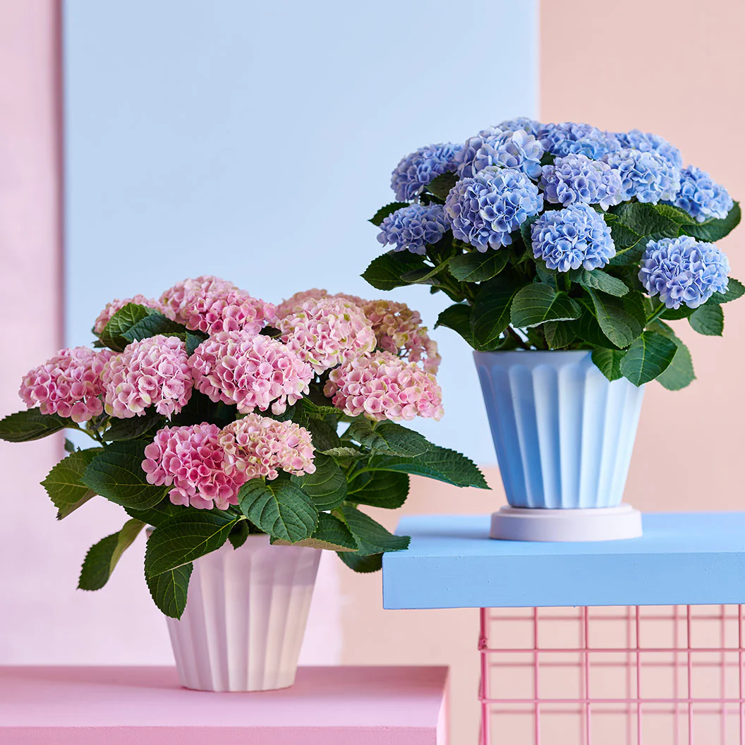 Hydrangea Magical® 'Revolution' Shrub - Image 3