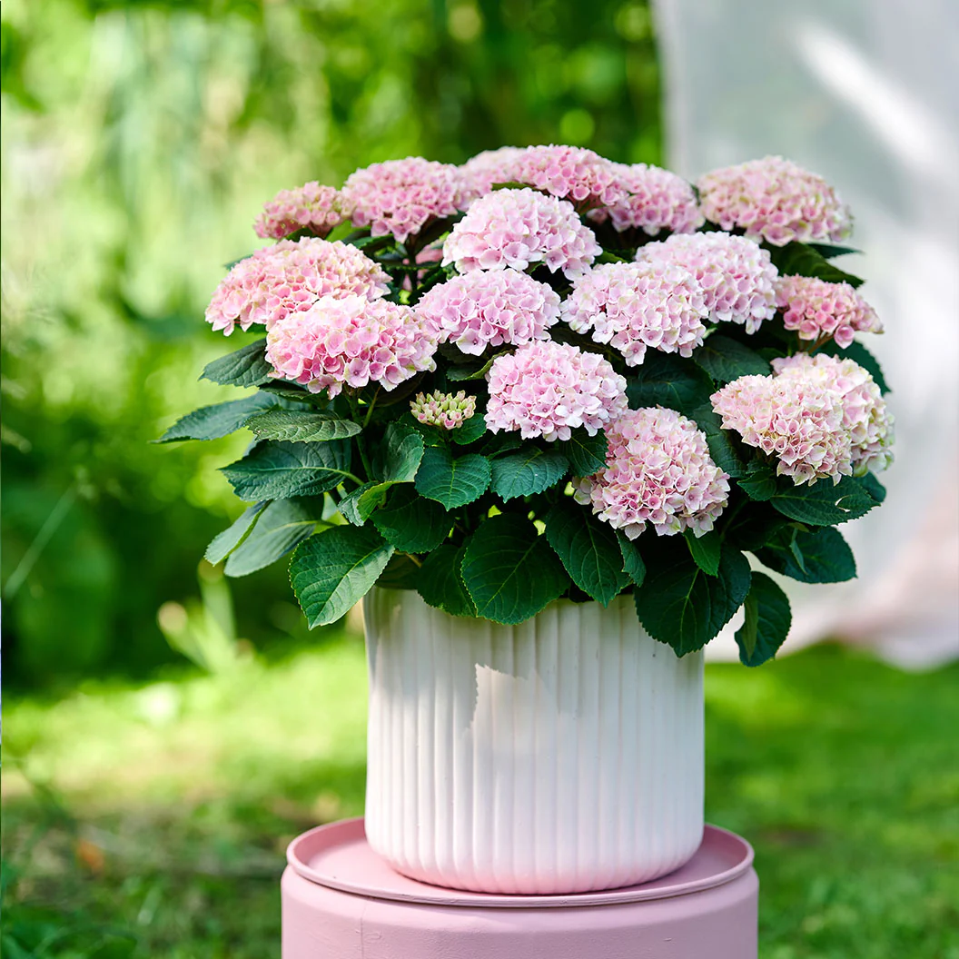 Hydrangea Magical® 'Revolution' Shrub - Image 4