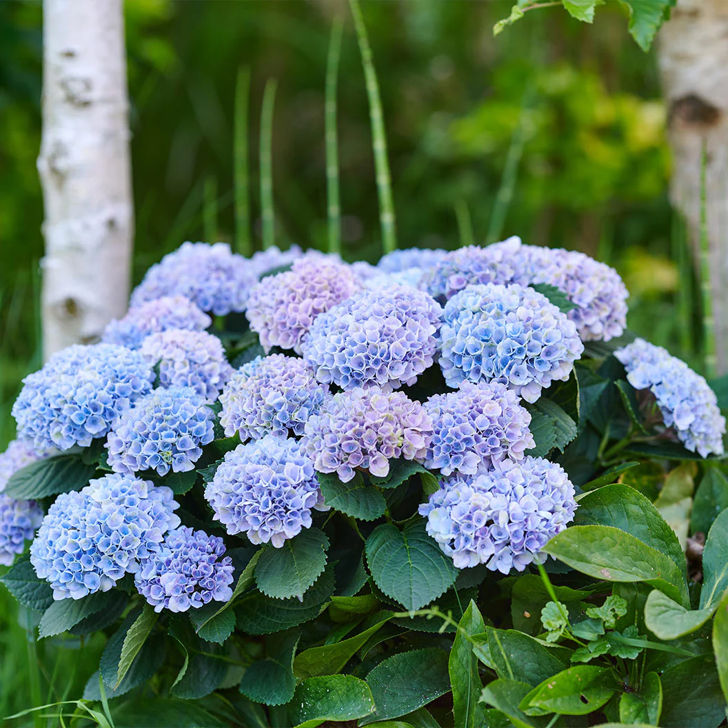 Hydrangea Magical® 'Revolution' Shrub - Image 5