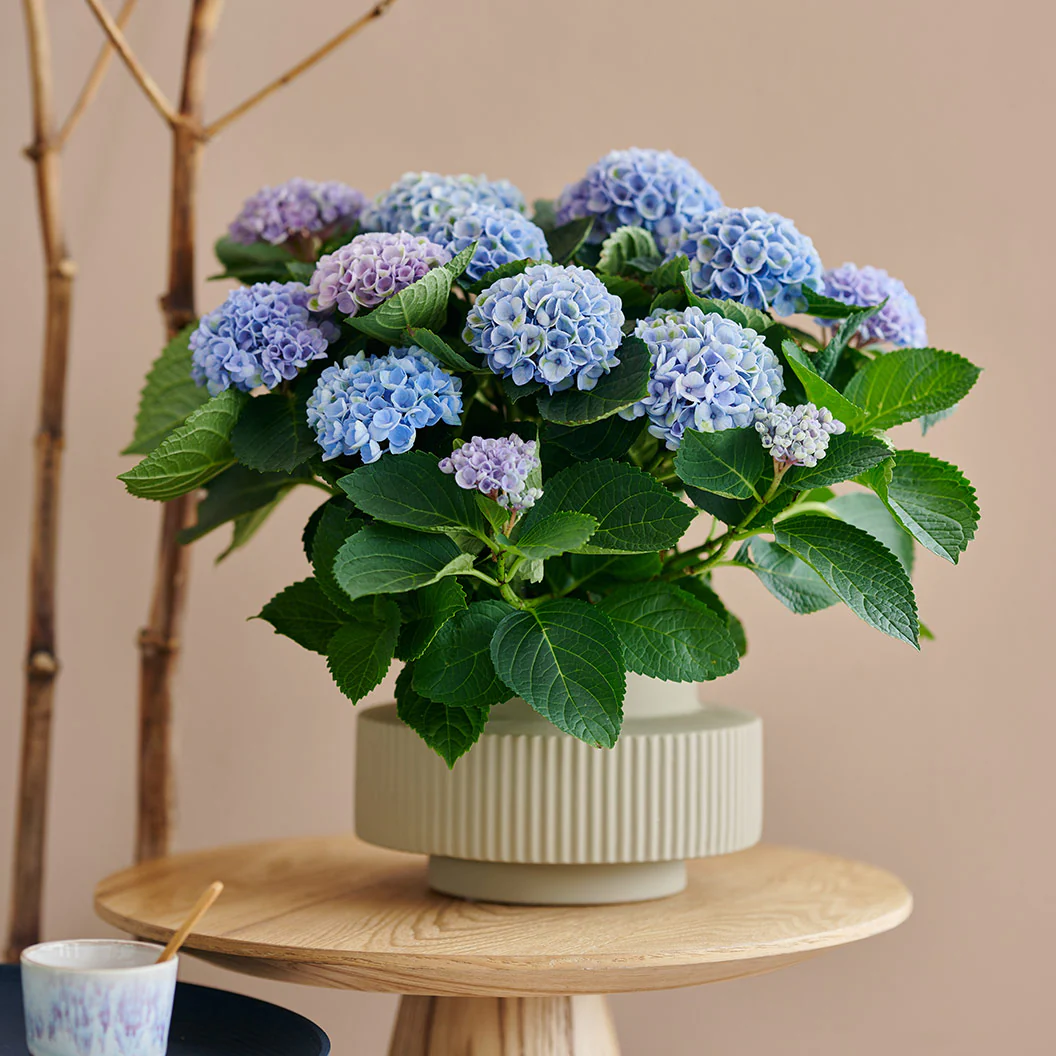 Hydrangea Magical® 'Revolution' Shrub - Image 6